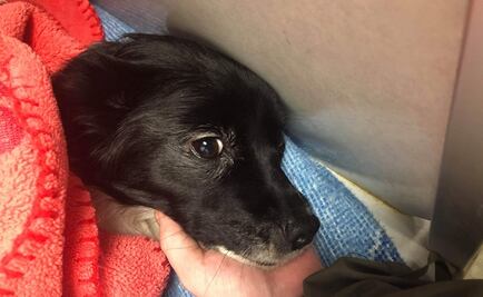 Perro chihuahua ataca a oso negro para salvar a su dueña en EU