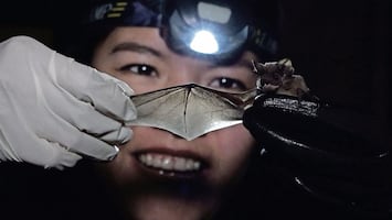 Miles de murciélagos viven al sur de CDMX