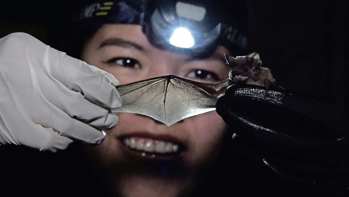 Un grupo de académicas y estudiantes de la UNAM trabajan para concientizar a la comunidad sobre el aporte ecosistémico que los murciélagos dejan en la capital. Foto: Alberto González / EL UNIVERSAL