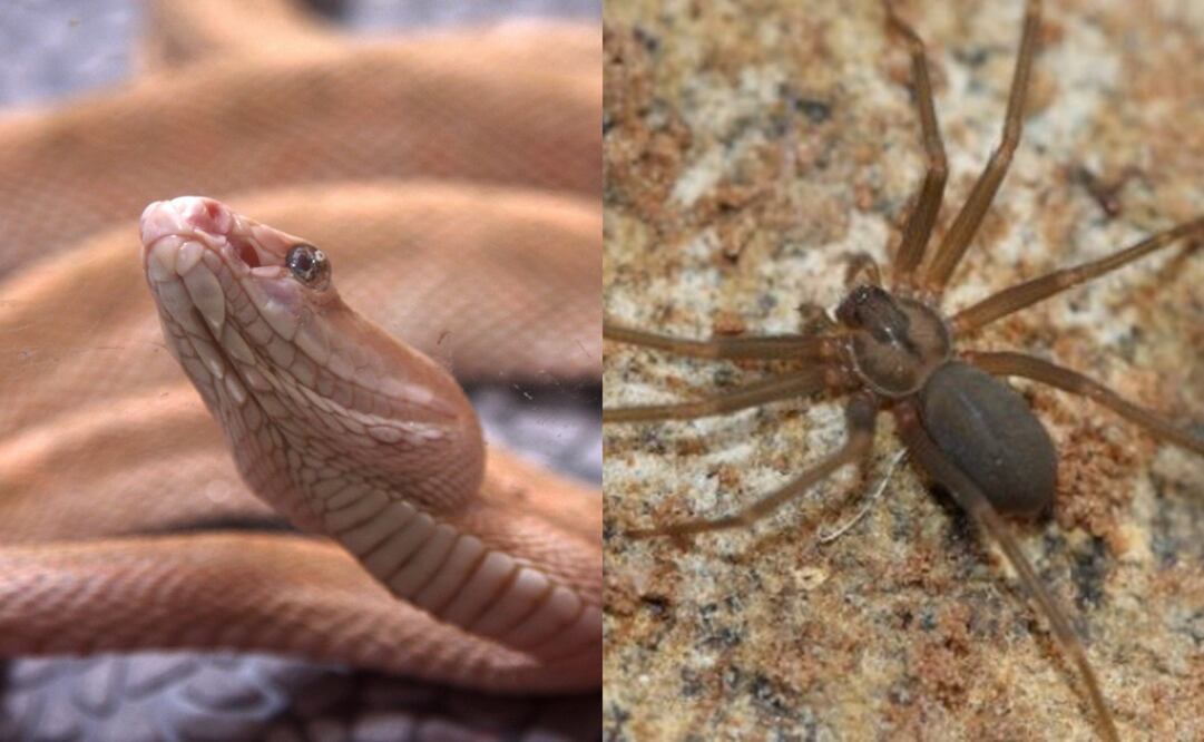 (Fotos: Archivo/EFE, Quadratín)