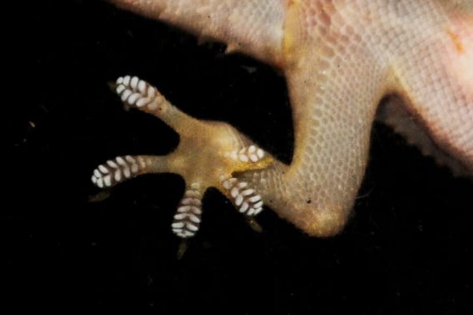 Al rescate de la abeja; otras especies importantes en la polinización