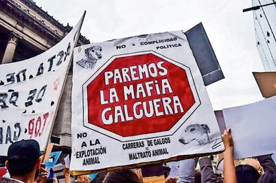 Carreras de galgos, ¿maltrato animal?