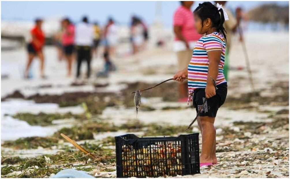 Gente de Sisal, Yucatán recolecta caracol en las playas después del paso de "Milton" (11/10/2024). Foto: Especial