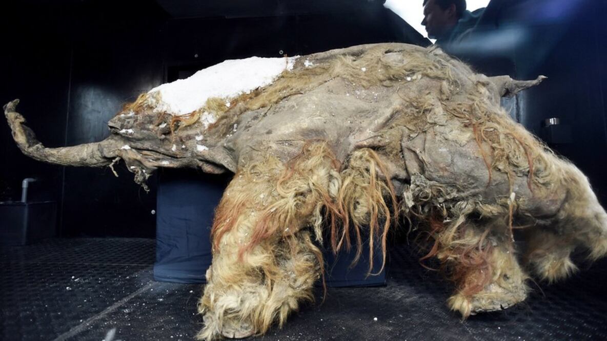 Los restos de Yuka muestran claramente el color rojizo de su cobertura lanuda. Foto: Getty Images 