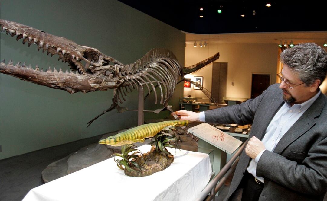 Los expertos calculan que era un predador de tamaño medio con un peso de más de 450 kilos. FOTO: Archivo/ EL UNIVERSAL