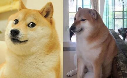 ¿Cheems o Kabosu? Los perritos de los memes virales que han estado "muy graves"