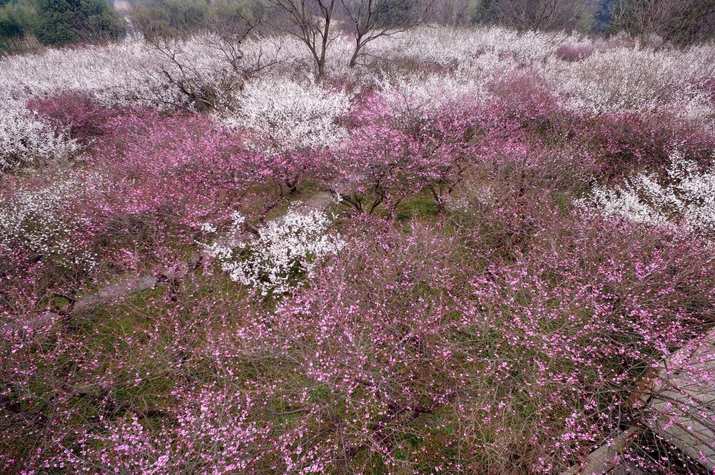 Aerial view of the Xixi National Wetland Park covered with plum blossoms in Hangzhou city, east China's Zhejiang province - Photo/REUTERS