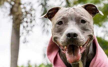 Estas son las razas de perros menos comunes del mundo