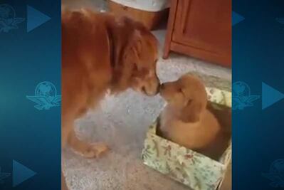Perro recibe enternecedor regalo de navidad