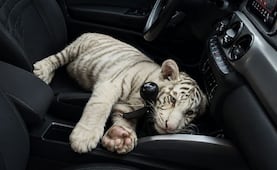 Detienen a hombre con un tigre blanco en Iztapalapa; ¿cuál es la multa por tener una especie en peligro de extinción?