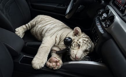 ¿Cómo está el tigre albino asegurado en Iztapalapa?; veterinarios reportan su estado de salud  