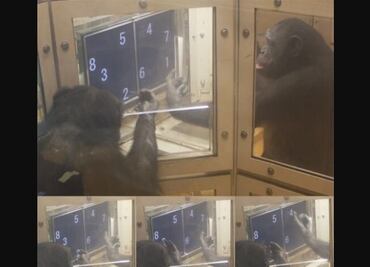 Chimpancés se turnan para resolver un problema numérico