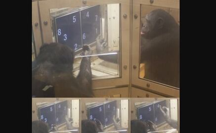 Chimpancés se turnan para resolver un problema numérico