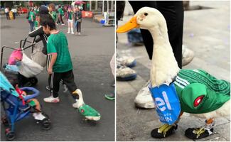 VIDEO: pato con la camisa de El Tri se viraliza; asiste a los festejos por la victoria de la Selección Mexicana