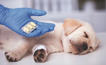 Inician juicio contra mujer por dar atún con veneno a perrita Cussy en Puebla