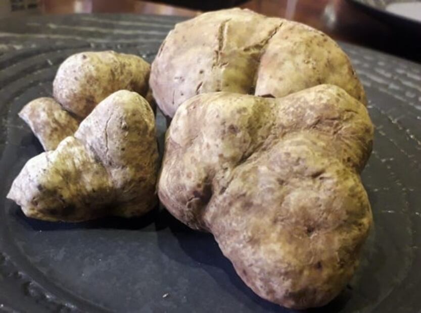 Te decimos qué es la trufa blanca y por qué es tan cara