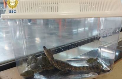 Abandonan mochilas con una cría de caimán y 11 tortugas en estación El Rosario de la Línea 7 del Metro