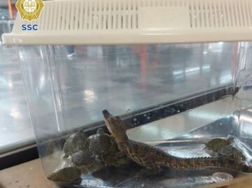 Abandonan mochilas con una cría de caimán y 11 tortugas en estación El Rosario de la Línea 7 del Metro