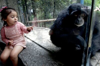 Zoológico de Chapultepec 100 años: ¿Cuánto cuesta la entrada y qué huéspedes y actividades ofrece?