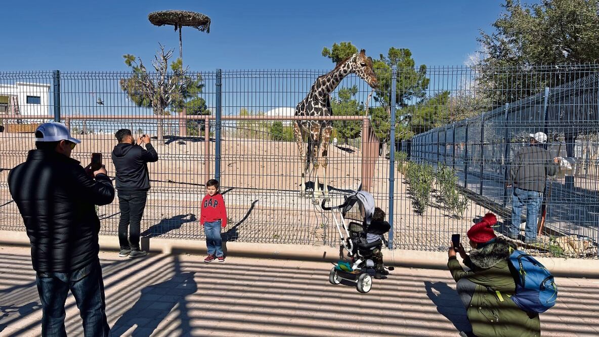 Pese al frío, habitantes de Ciudad Juárez se han dado una vuelta por el zoológico para tomar la foto del recuerdo con la jirafa Benito y despedirse antes de que la trasladen a Puebla. Foto: PAOLA GAMBOA. EL UNIVERSAL
