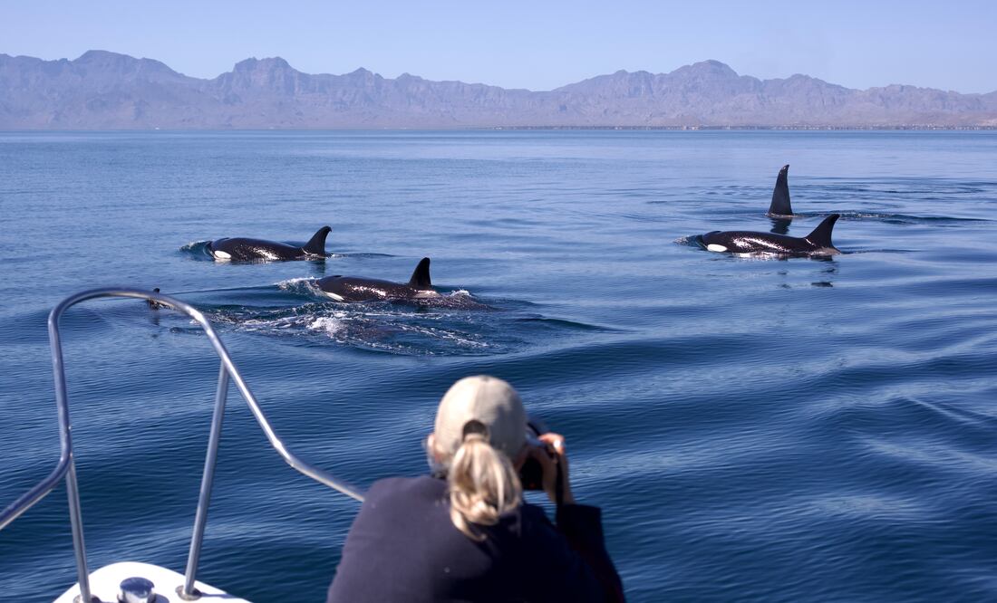 Orcas en Baja California Sur (Cortesía de Regina Domingo Egleas)
