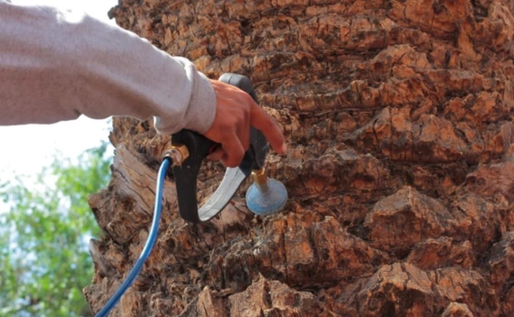 En siete meses, derriban 300 palmeras muertas en 4 alcaldías de CDMX 