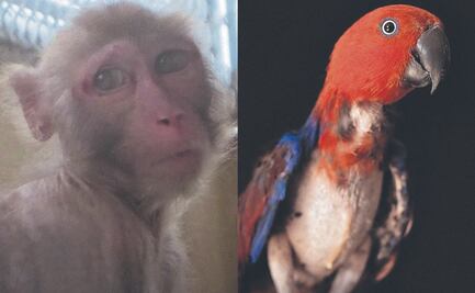 Regulados, pero no protegidos: animales de laboratorio en EU