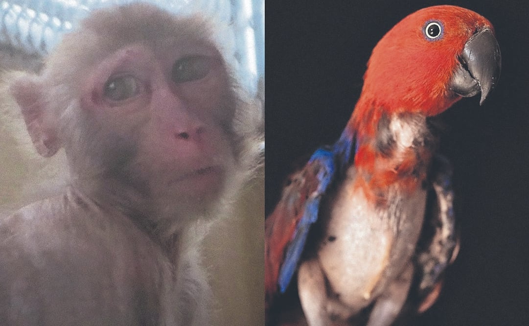 Los macacos rhesus son pequeños primates asiáticos de unos 40 centímetros de altura que, en los laboratorios, cargan sobre su espalda buena parte de la medicina contemporánea. Fotos: de CORTESÍA PETA Y HUMAN WORLD FOR ANIMALS