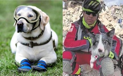 ¿Por qué los perros rescatistas no utilizan botitas como "Frida"?