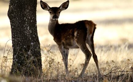 Mujer acusa a ciervo de atemorizarla en Ohio