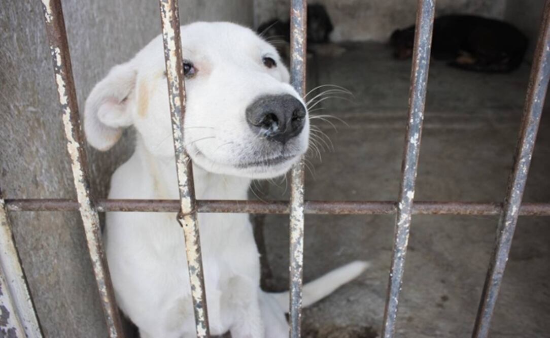 Foto: Archivo/ EL UNIVERSAL