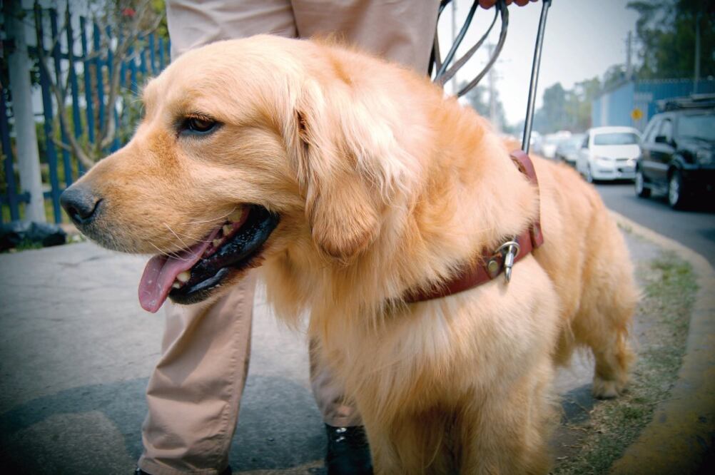 Debido a vacíos legales, las personas que tienen que hacer uso de perros guía son discriminadas al entrar a lugares públicos o privados (ARCHIVO EL UNIVERSAL)
