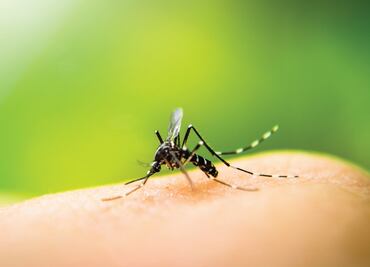 Alerta en Michigan por rara y mortal enfermedad transmitida por mosquitos