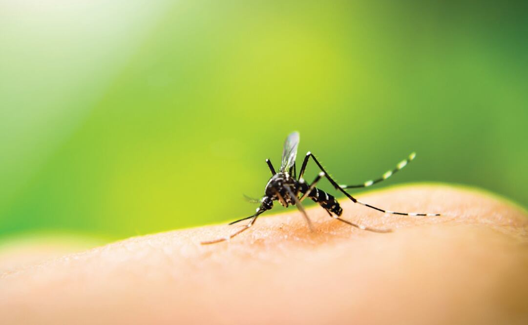 Foto: Archivo EL UNIVERSAL