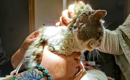 Salvan a gatito "Elliot" de morir congelado por onda gélida en EU