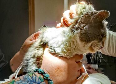 Salvan a gatito "Elliot" de morir congelado por onda gélida en EU