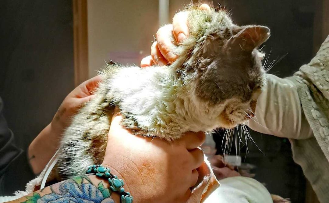 Foto: Big Lake Community Animal Clinic 