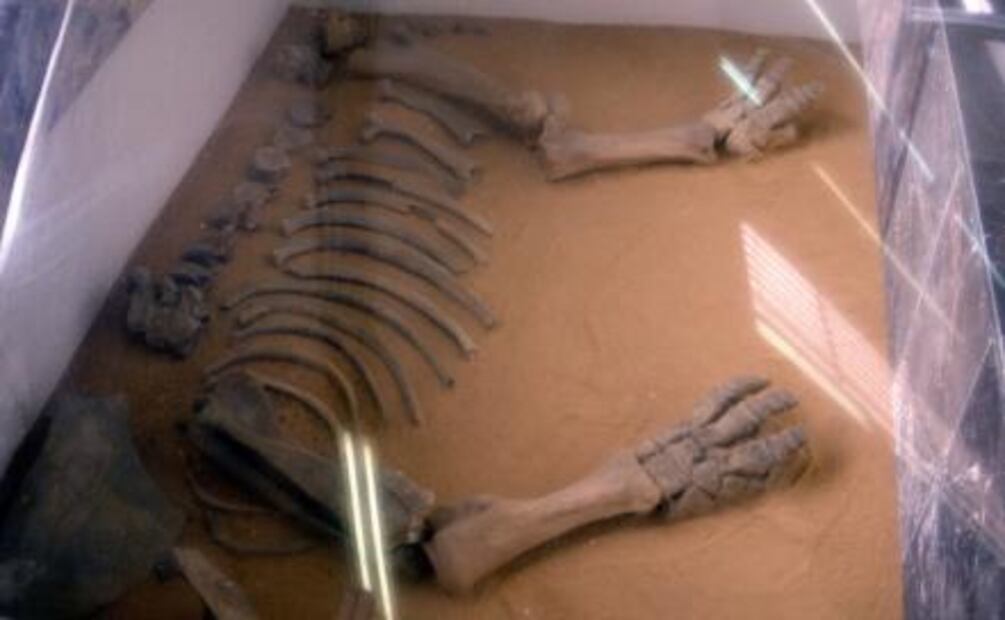 Viaje en Metro, de la Selva Lacandona a la Vía Láctea