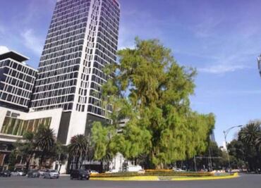 Por ahuehuete, pretenden ampliar Glorieta de la Palma 6 metros de diámetro