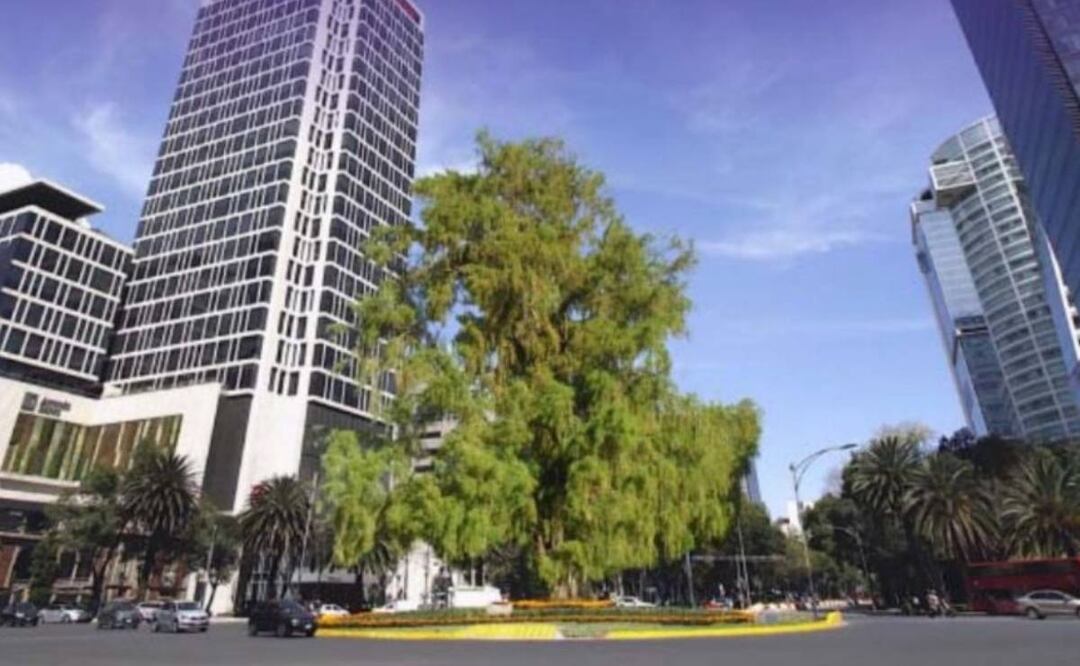 Foto: Gobierno CDMX/El Universal/ Así quedaría el ahuehuete en la glorieta