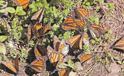 Profepa frena tala ilegal en reserva de mariposa monarca