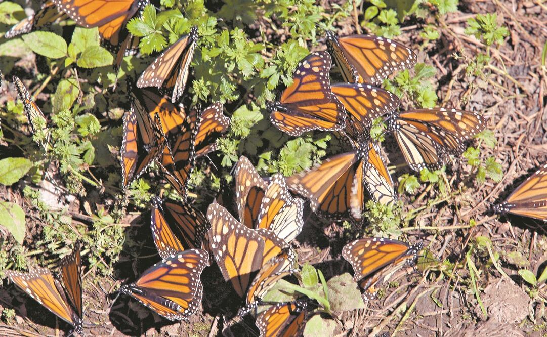 Foto: Archivo / EL UNIVERSAL