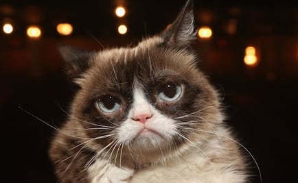 Muere Grumpy Cat, una leyenda del internet