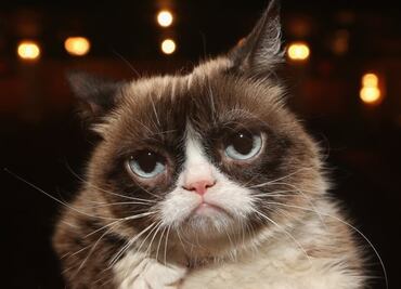 Muere Grumpy Cat, una leyenda del internet