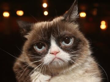 Muere Grumpy Cat, una leyenda del internet