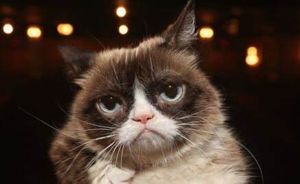 Muere Grumpy Cat, una leyenda del internet