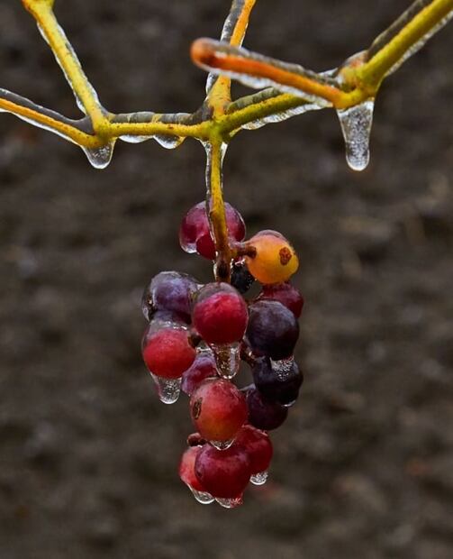 Descubre cuál es el famoso vino de hielo