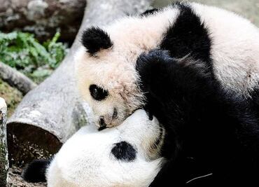 El panda gigante deja de estar en peligro de extinción: ¿cómo hizo China para lograr salvar su "tesoro nacional"?