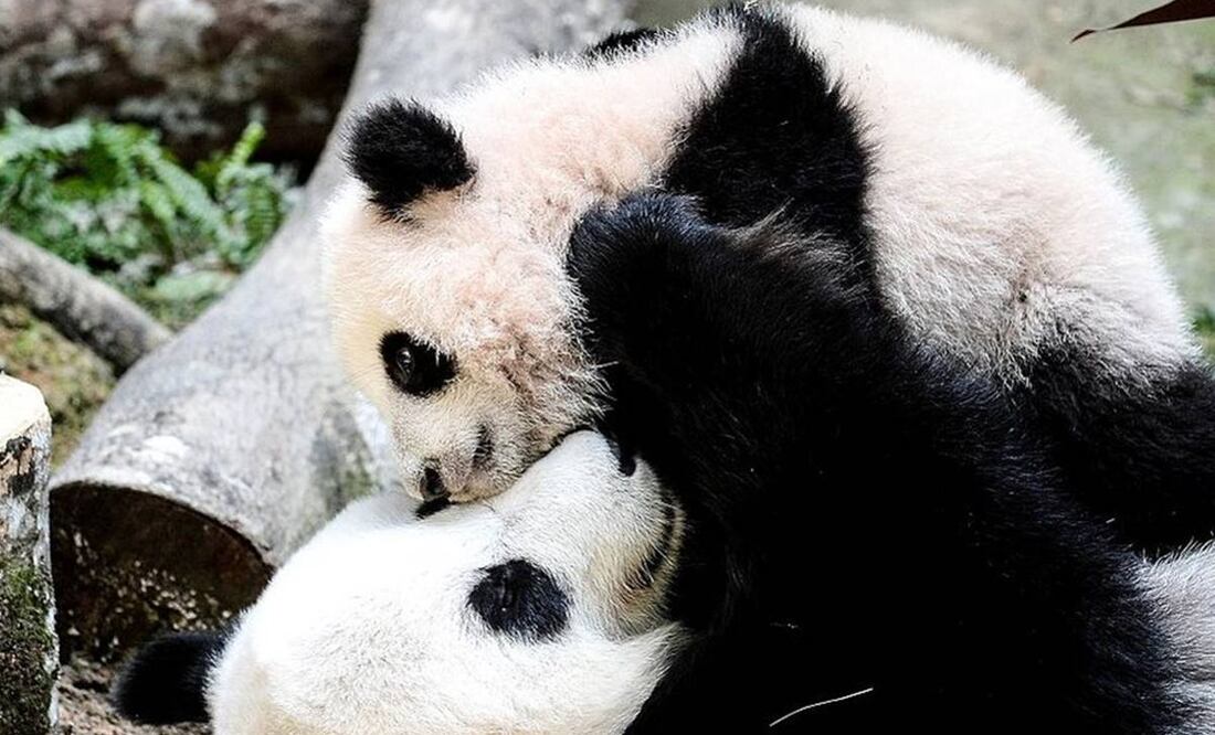 Los osos pandas ya no están clasificados como tal por las autoridades chinas, pero siguen siendo vulnerables, advierten. Foto: Getty Images
