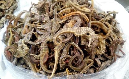 Aseguran cerca de 7 mil caballitos de mar en Mazatlán